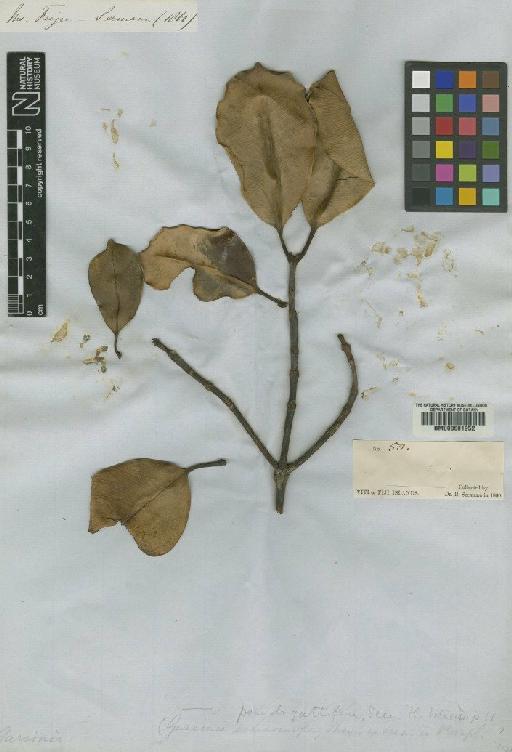 Garcinia pseudoguttifera Seem. - BM000601952