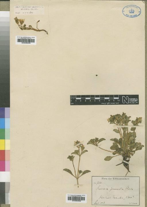 Swertia crassiuscula Gilg - BM000930328