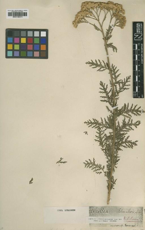 Achillea nobilis subsp. nobilis L. - BM001025873