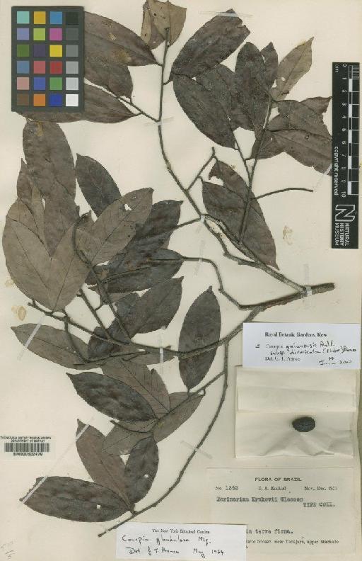 Couepia guianensis subsp. divaricata (Huber) Prance - BM000602479