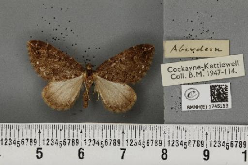 Lampropteryx suffumata (Denis & Schiffermüller, 1775) - BMNHE_1745153_333538