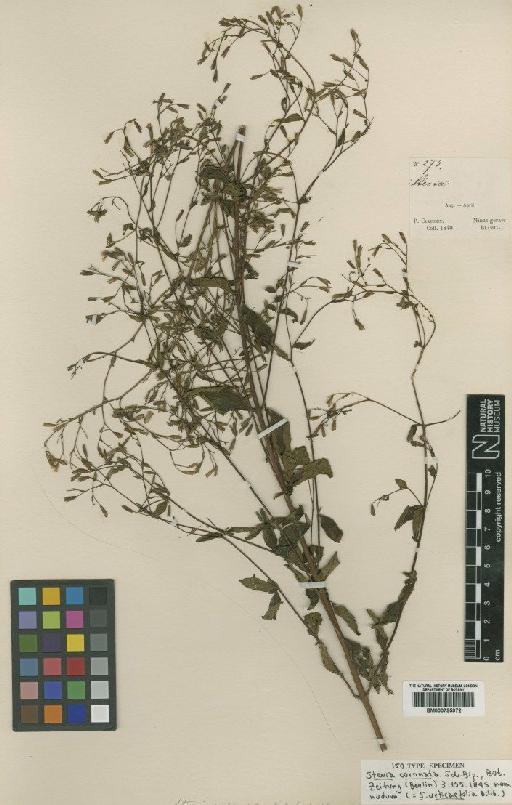 Stevia urticifolia Thunb. - BM000795972