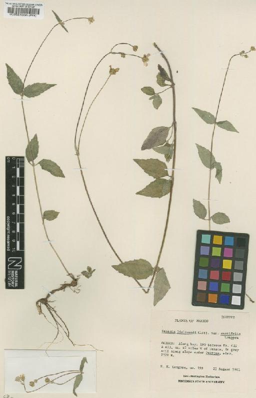 Sabazia liebmannii var. ovatifolia Longpre - BM000551396