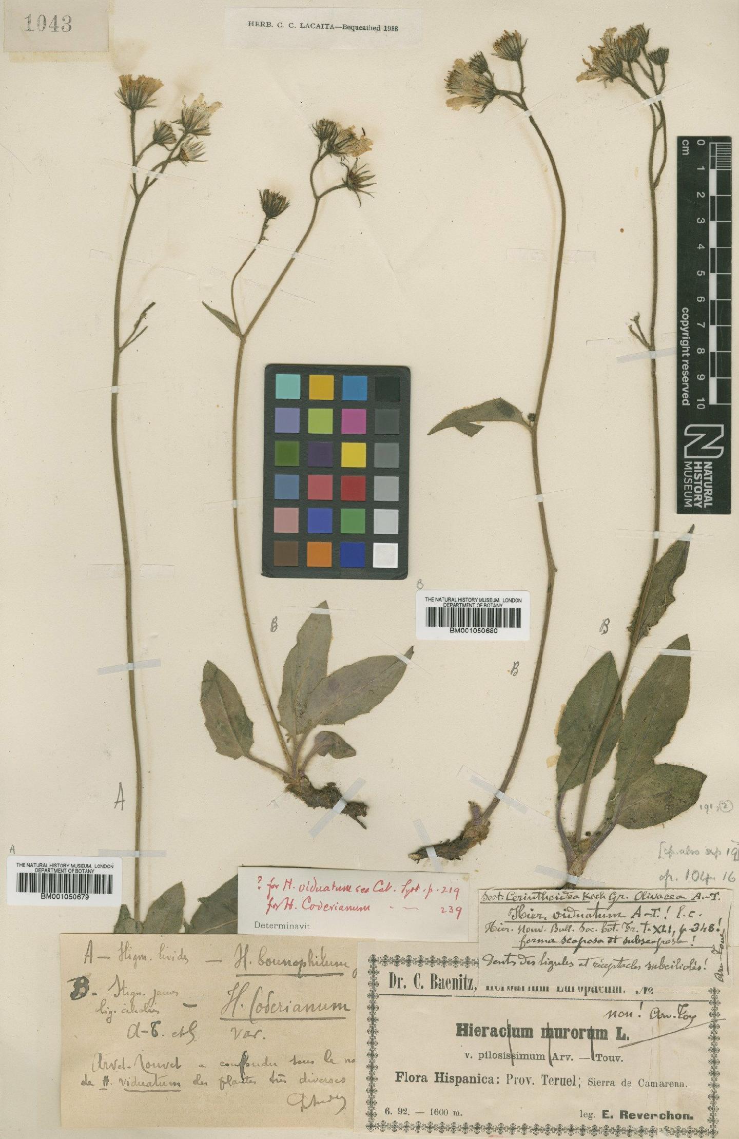 To NHMUK collection (Hieracium olivaceum Gren. & Godr.; TYPE; NHMUK:ecatalogue:2398049)