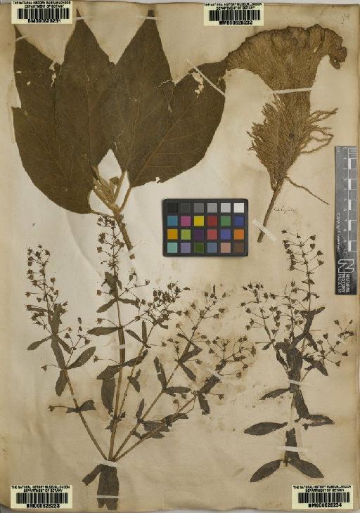 Plantae Haeckel - BM000628234