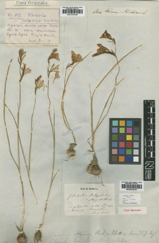 Gladiolus halophilus Boiss. & Heldr. - BM000906223
