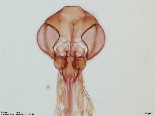 Lutzomyia (Micropygomyia) cayennensis hispaniolae Fairchild & Trapido, 1950 - Lutzomyia_c_hispaniolae-BMNH(E)1722029_PT-female_head-10x.tif