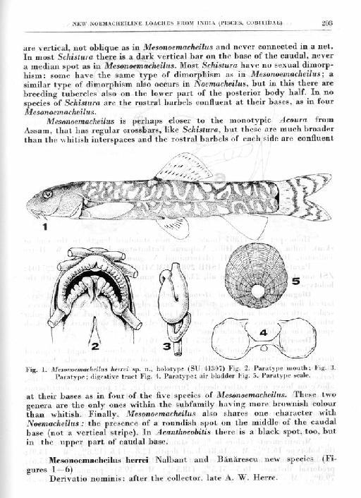 Mesonoemacheilus herrei Nalbant & Banarescu in Singh et al., 1982 - Mesonoemacheilus herrei