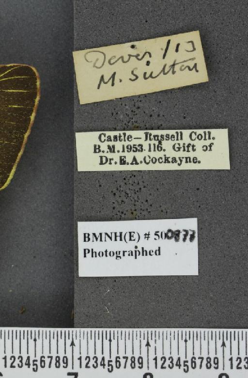 Colias croceus ab. purpurascens Cockerell, 1889 - BMNHE_500877_label_83336