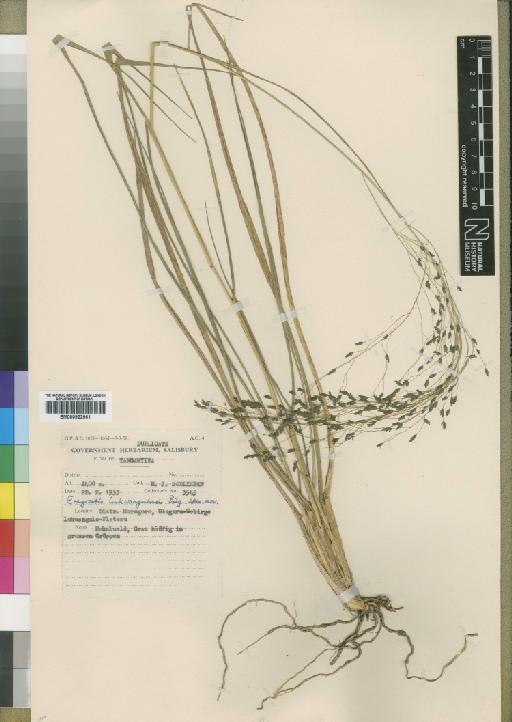 Eragrostis homblei De Wild. - BM000922961