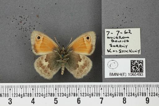 Coenonympha pamphilus ab. ocellata Tutt, 1896 - BMNHE_1065493_26920