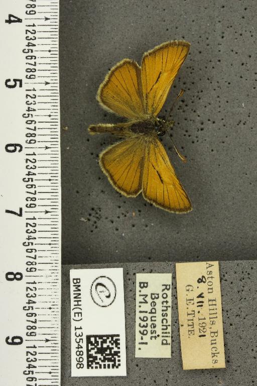 Thymelicus sylvestris (Poda, 1761) - BMNHE_1354898_159539