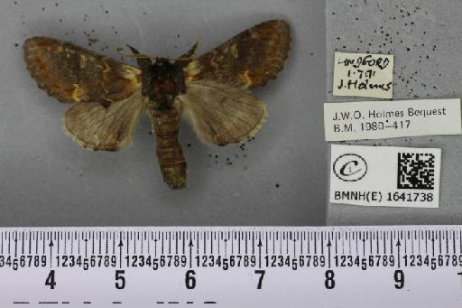 Notodonta dromedarius (Linnaeus, 1758) - BMNHE_1641738_244107