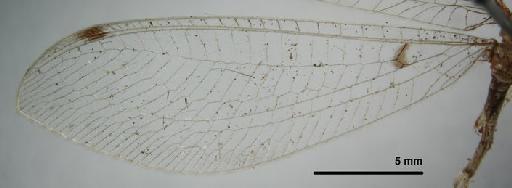 Leucochrysa dolichocera Navás - Allochrysa dolichocera BMNHE 1241761 wing left hind