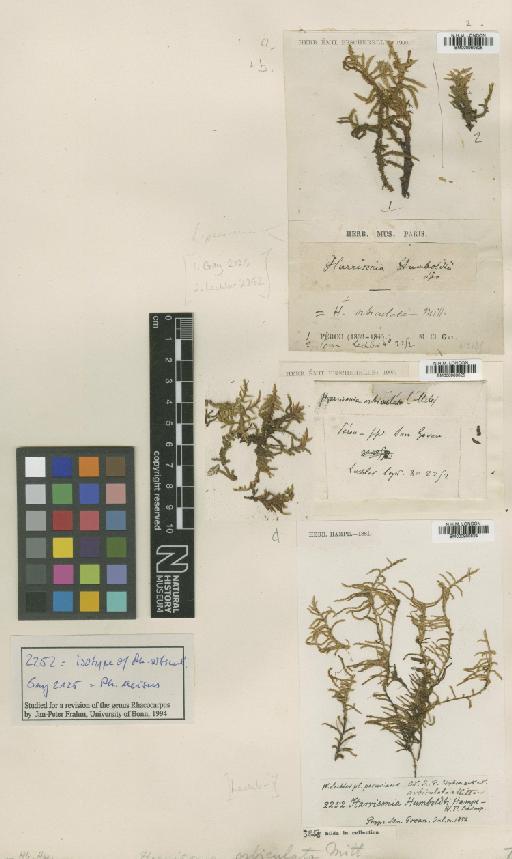 Rhacocarpus excisus (Müll.Hal.) Paris - BM000960824_a