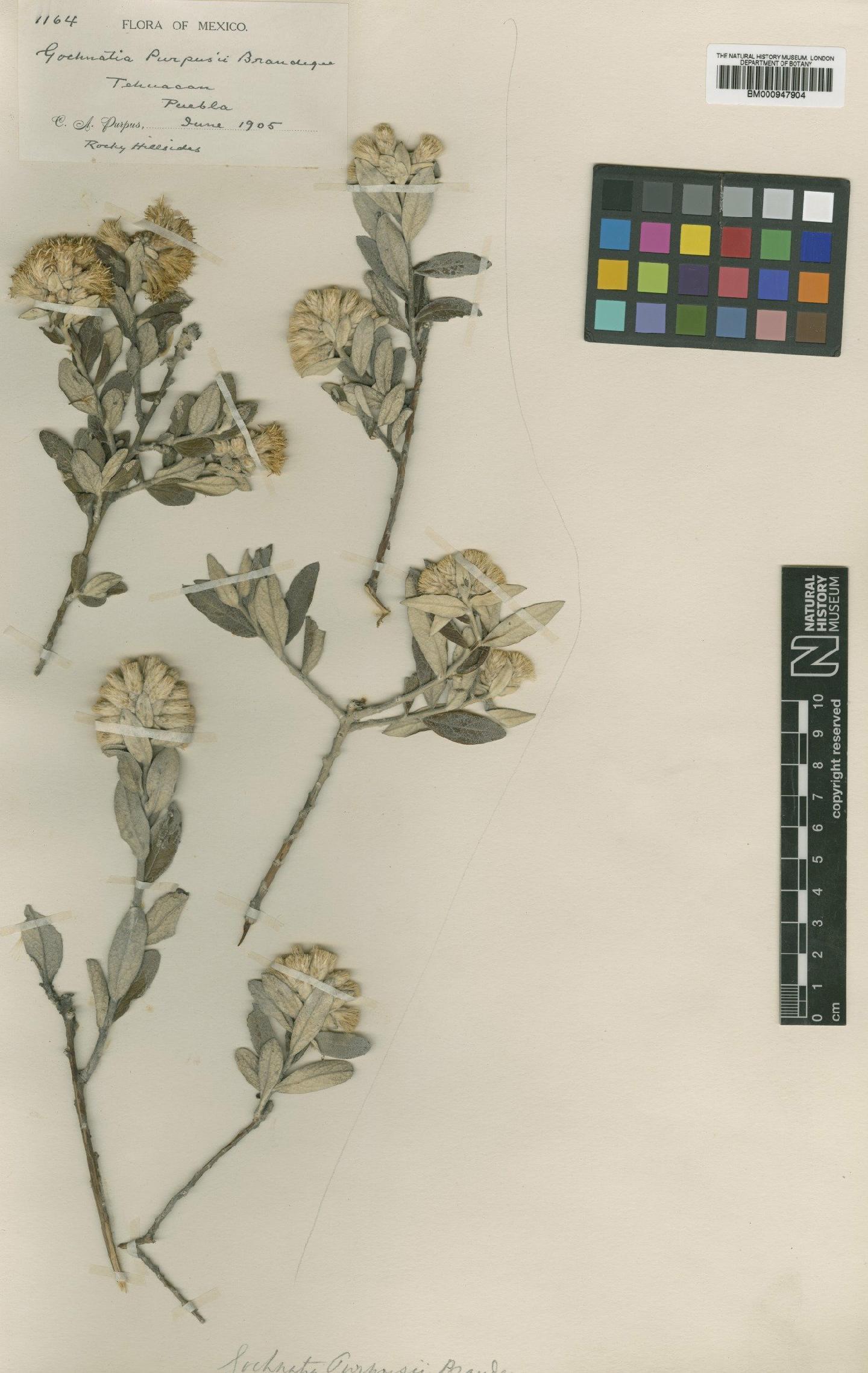 To NHMUK collection (Gochnatia purpusii Brandegee; Type; NHMUK:ecatalogue:619579)