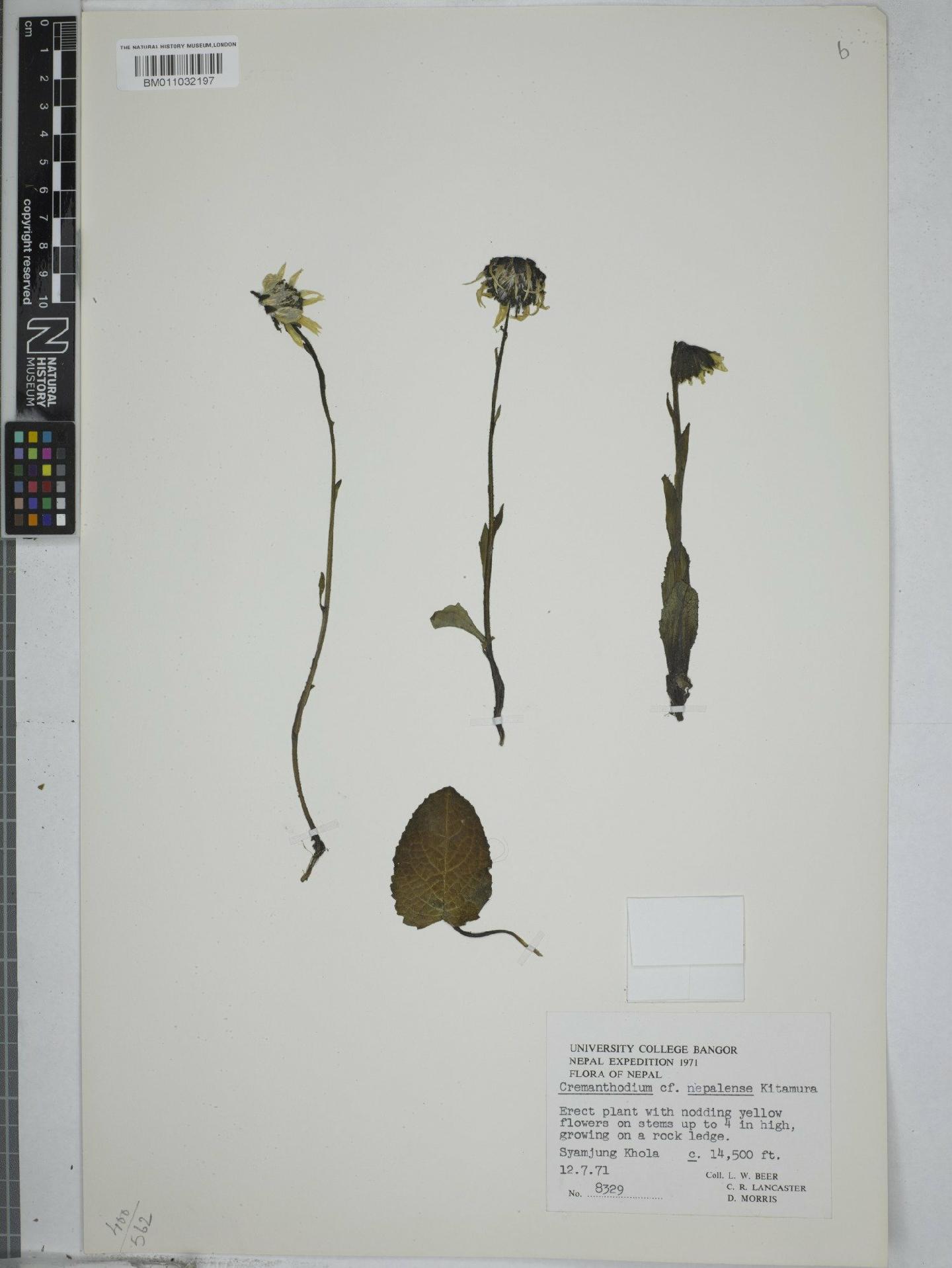 To NHMUK collection (Cremanthodium nepalense Kitam.; NHMUK:ecatalogue:9155866)