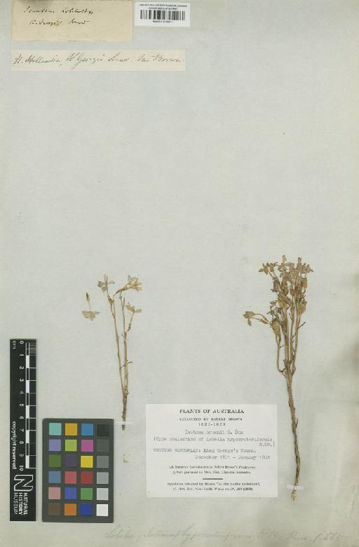 Laurentia hypocrateriformis (R.Br.) E.Wimm. - BM001118377