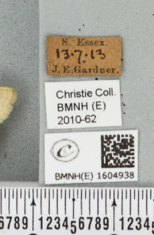 Idaea biselata (Hufnagel, 1767) - BMNHE_1604938_label_491896