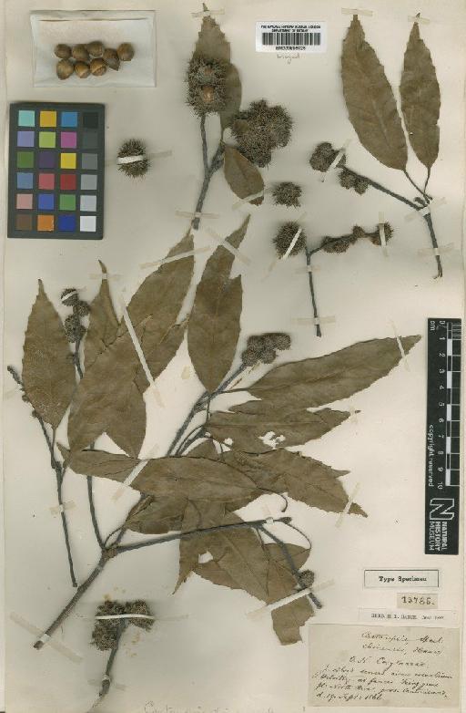 Castanea chinensis Spreng. - BM000895025