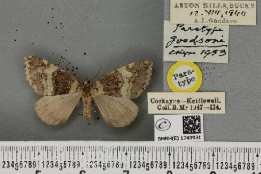 Hydriomena furcata ab. goodsoni Cockayne, 1953 - BMNHE_1749931_327397