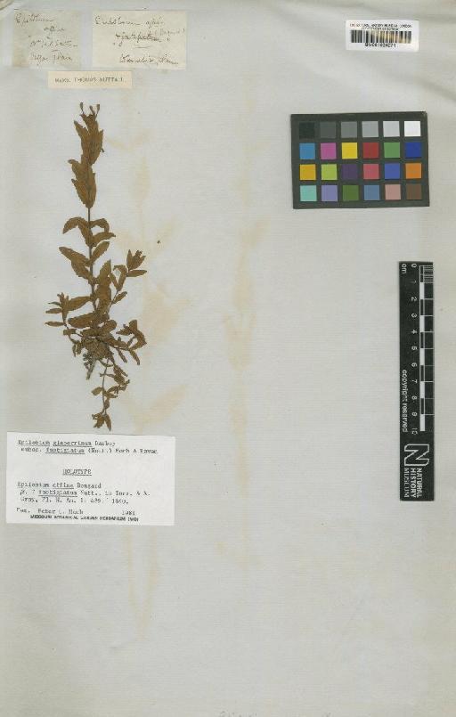 Epilobium glaberrimum var. fastigiatum (Nutt.) Trel. - BM001024271