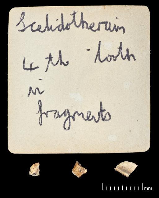 Scelidotherium leptocephalum Owen, 1840 - NHMUK PV M 82206 Bagged Fragments (8).tif