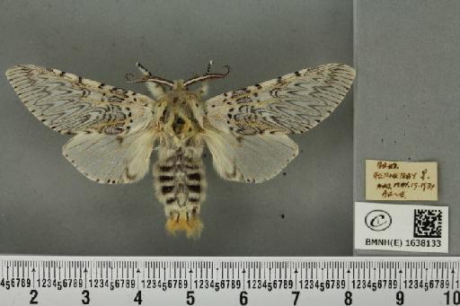 Cerura vinula (Linnaeus, 1758) - BMNHE_1638133_241321