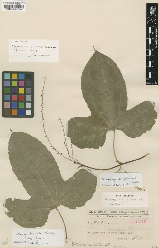 Dioscorea hassleriana Chodat - BM000526513