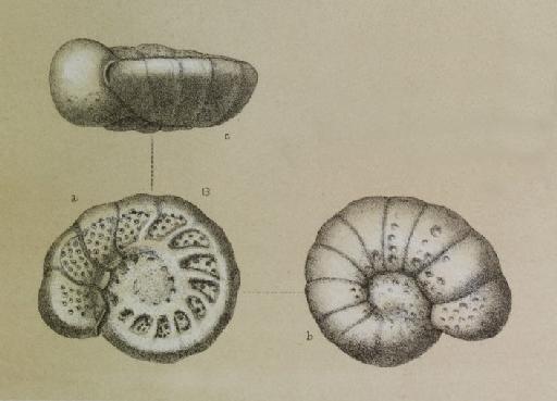 Truncatulina akneriana (d'Orbigny) - ZF2521_94_8_Cibicidoides_cicatricosus.jpg