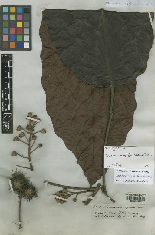 Sloanea macrophylla Benth. ex Turcz. - BM000624880