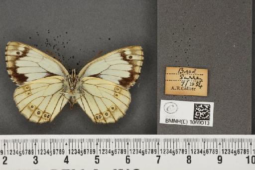 Melanargia galathea serena ab. mosleyi Oberthür, 1909 - BMNHE_1069013_34919