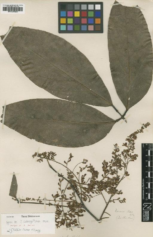 Spatholobus oblongifolius Merr. - BM000946853