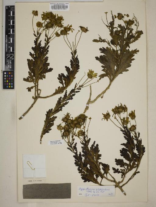 Argyranthemum maderense (D.Don) Humphries - 000083889