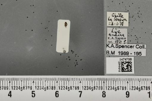 Liriomyza andina Malloch, 1934 - BMNHE_1474798_60754
