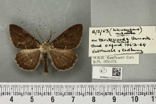 Alcis repandata repandata (Linnaeus, 1758) - BMNHE_1921132_476928