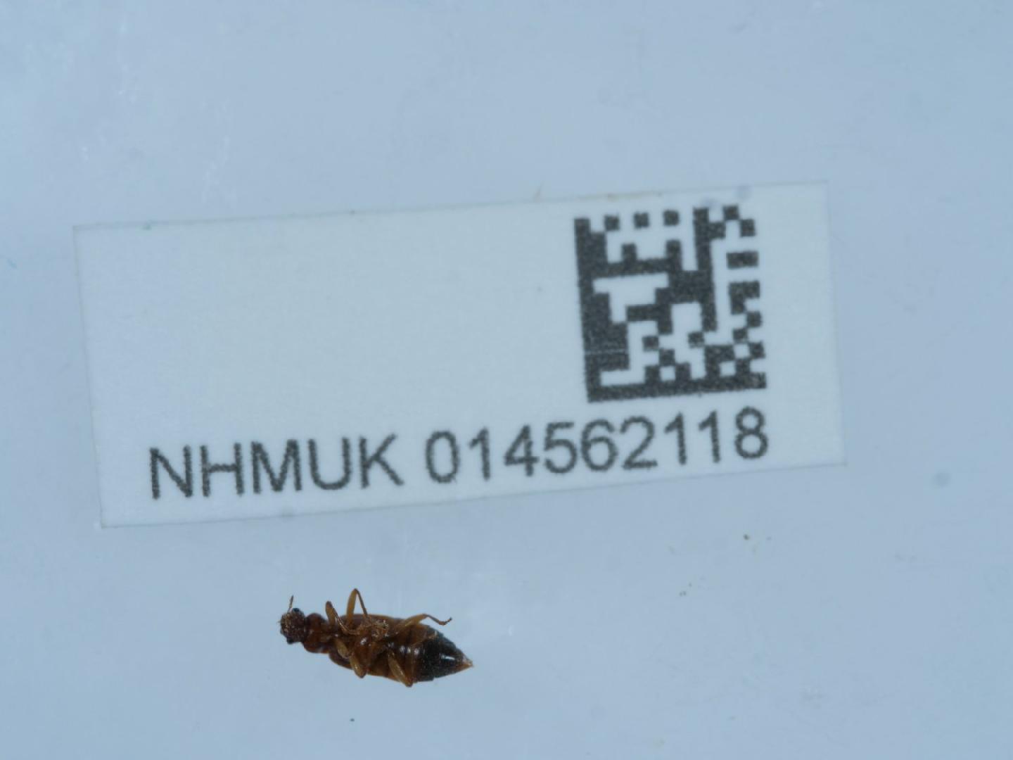 Anthophagus alpinus
