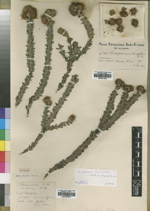 Leucospermum truncatulum Rourke - BM000910806