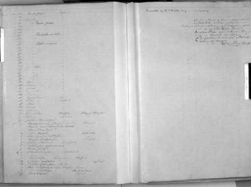 Hypostomus sp - Zoology Accessions Register: Mammals: 1850 - 1853: page 344