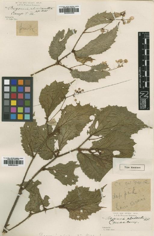 Begonia rhodantha Ridl. - BM000884391