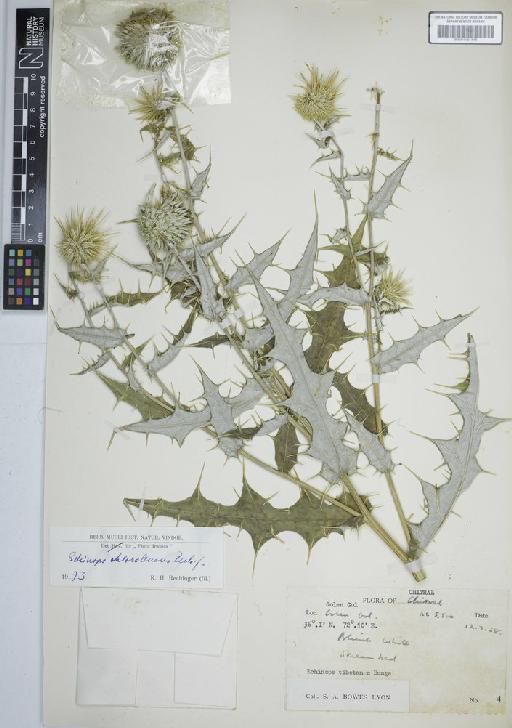 Echinops chloroleucus Rech.f. - BM001191148