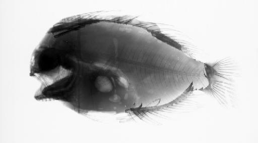 Platyberyx mauli Kukuev et al., 2012 - BMNH 2003.5.30.4, Platyberyx mauli, radiograph