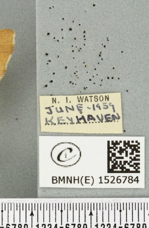 Malacosoma neustria (Linnaeus, 1758) - BMNHE_1526784_label_191016