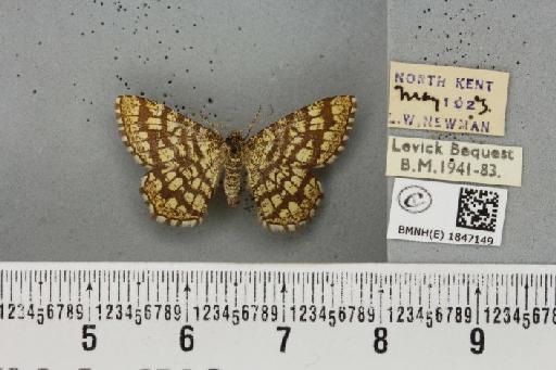 Chiasmia clathrata clathrata (Linnaeus, 1758) - BMNHE_1847149_423709