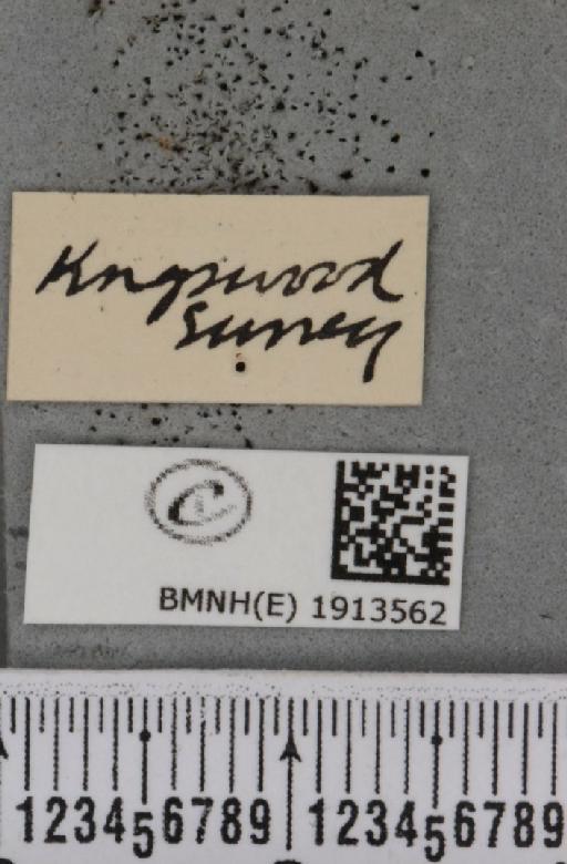 Aethalura punctulata (Denis & Schiffermüller, 1775) - BMNHE_1913562_a_label_485455