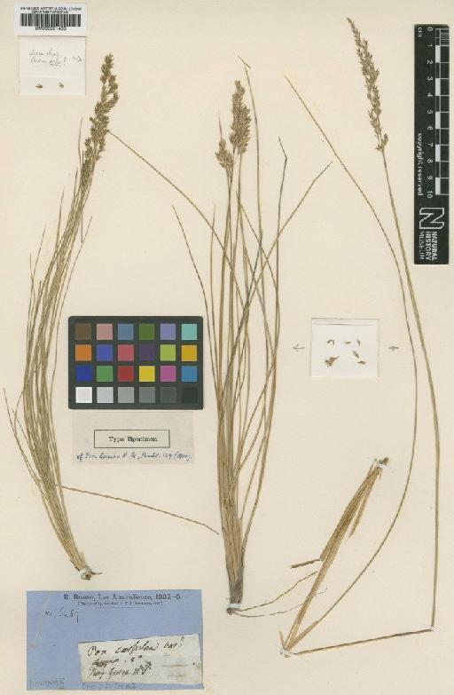 Poa poiformis (Labill.) Druce - BM000991466