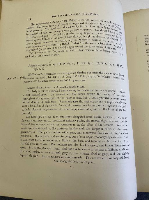 Lagisca kermadecensis McIntosh, 1885 - Challenger Polychaete Scans of Book 63