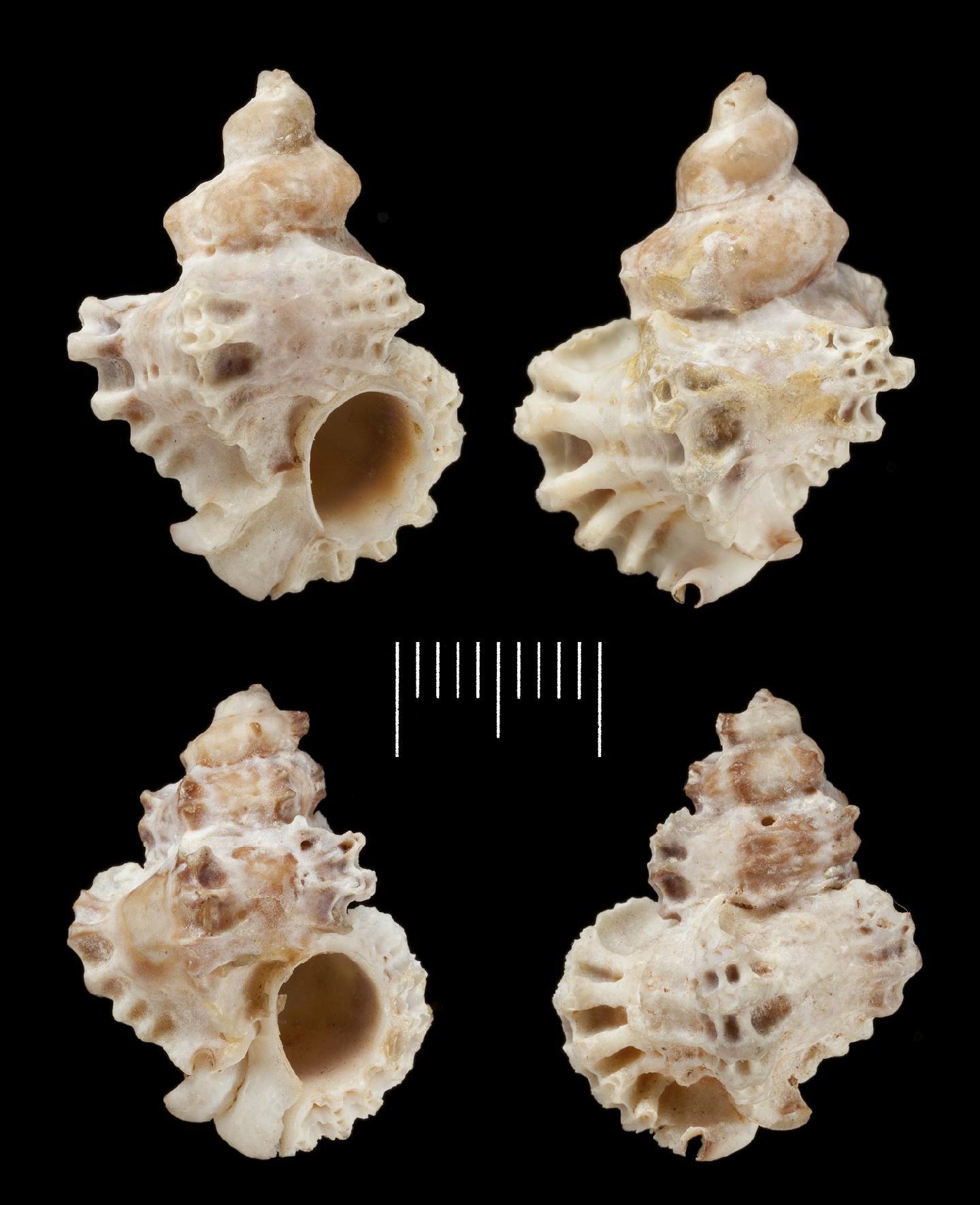 To NHMUK collection (Murex breviculus G. B. Sowerby II, 1834; LECTOTYPE AND PARALECTOTYPES; NHMUK:ecatalogue:3505897)