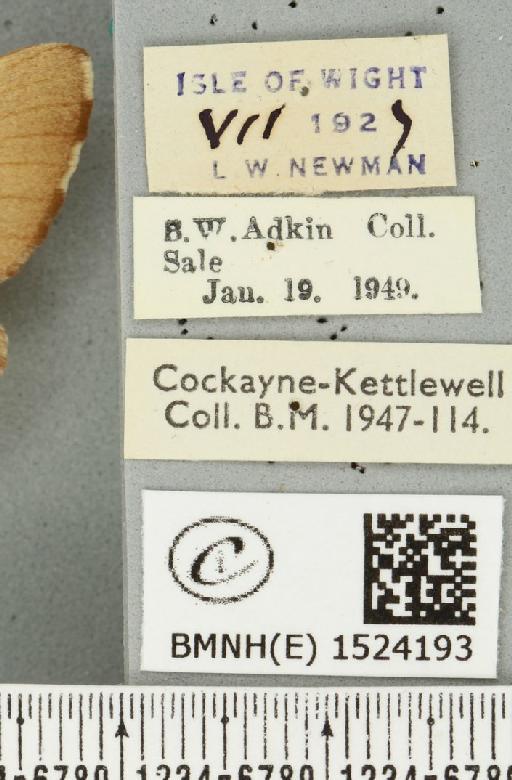 Malacosoma neustria ab. cervina-virgata Tutt, 1900 - BMNHE_1524193_label_190488