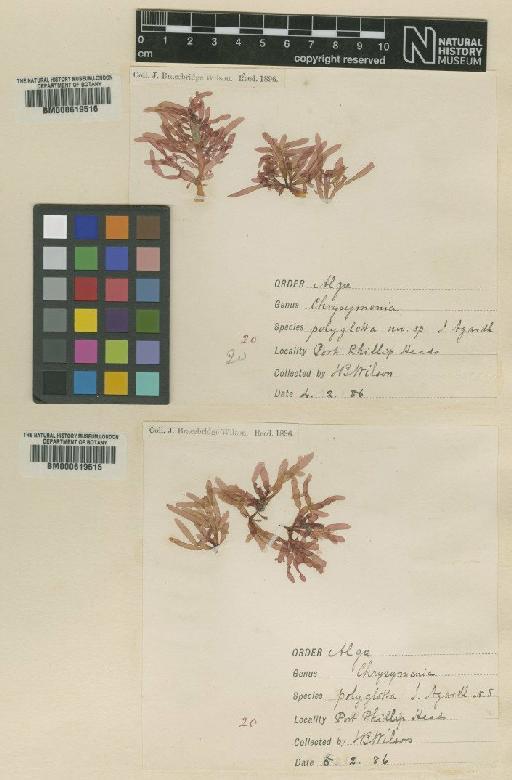 Chrysymenia polyglotta J.Agardh - BM000619516